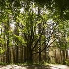 Baum vor abgestorbenen Fichtenwald