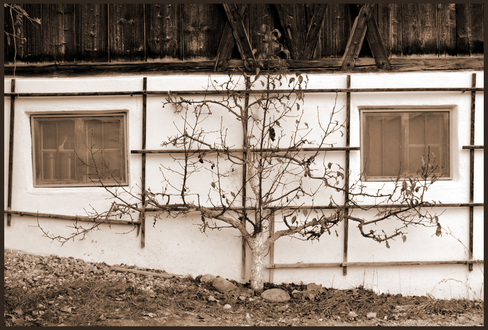 Baum vor altem Bauernhaus