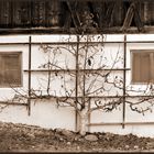 Baum vor altem Bauernhaus