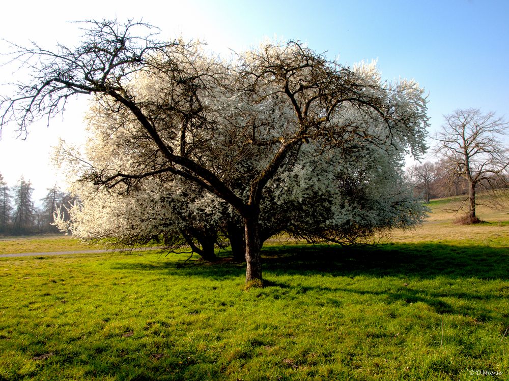 Baum vor Baum