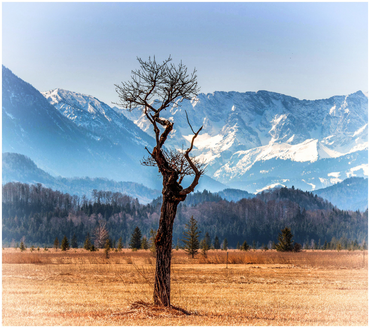 Baum vor Berg