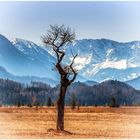 Baum vor Berg