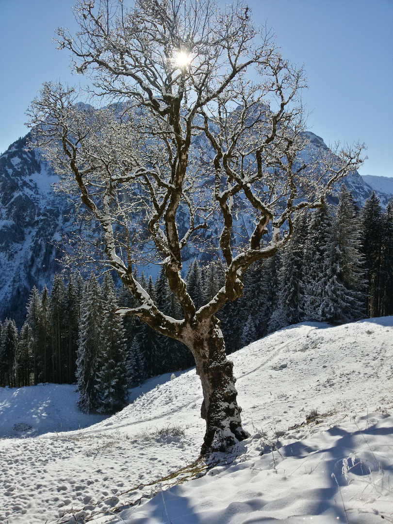 Baum vor Berg B-900-S3 jan17