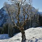 Baum vor Berg B-900-S3 jan17