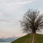 Baum vor Berner Oberland