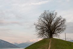 Baum vor Berner Oberland