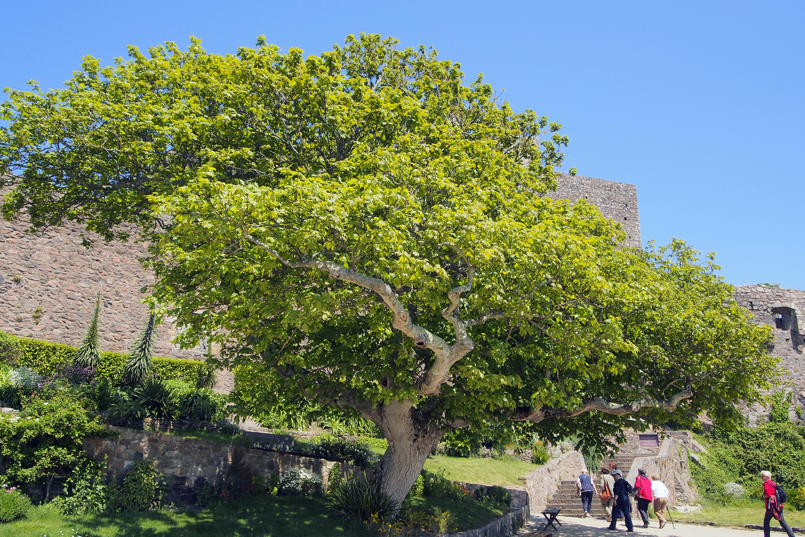 Baum vor dem Castle Mont Orgeil