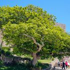 Baum vor dem Castle Mont Orgeil