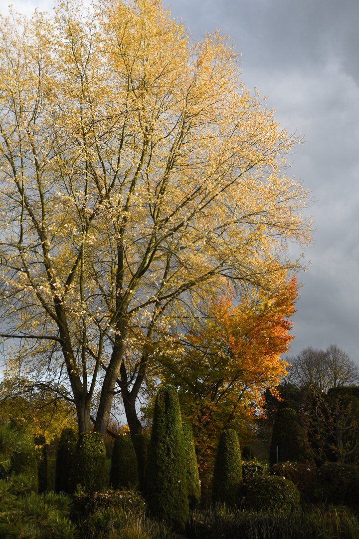 Baum vor dem Gewitter