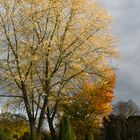 Baum vor dem Gewitter