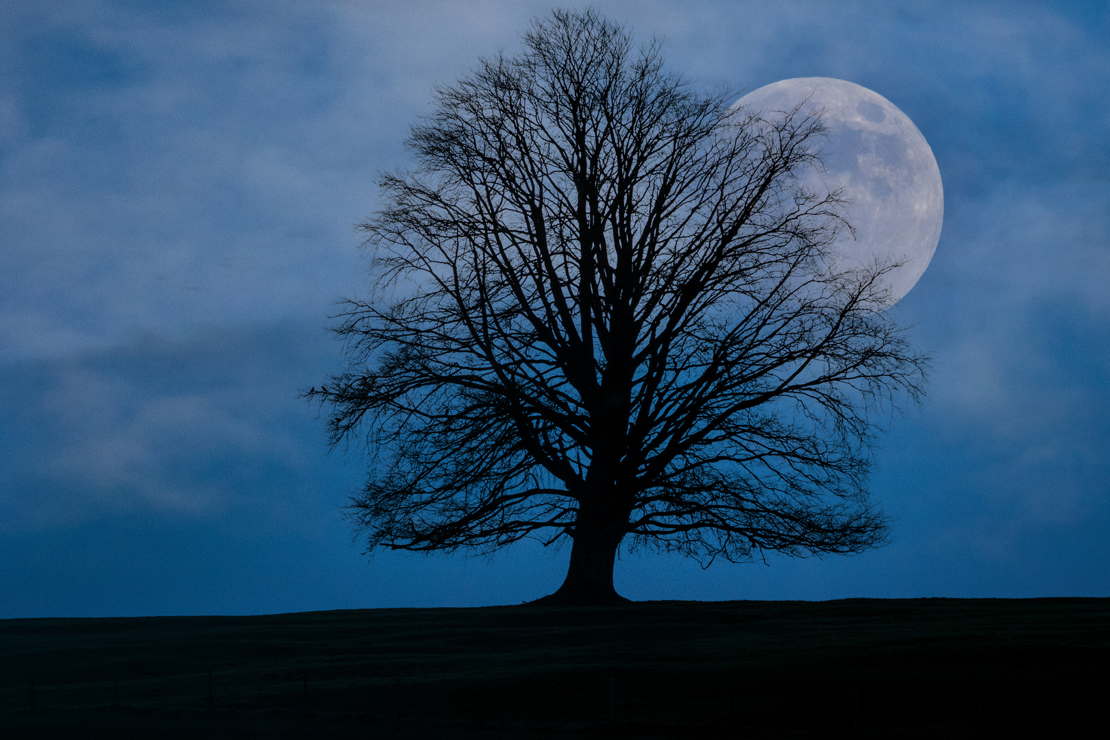 Baum vor dem Mond