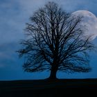 Baum vor dem Mond