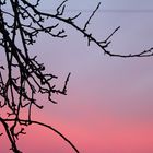 Baum vor dem Sonnenaufgang