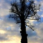 Baum vor der Abendsonne