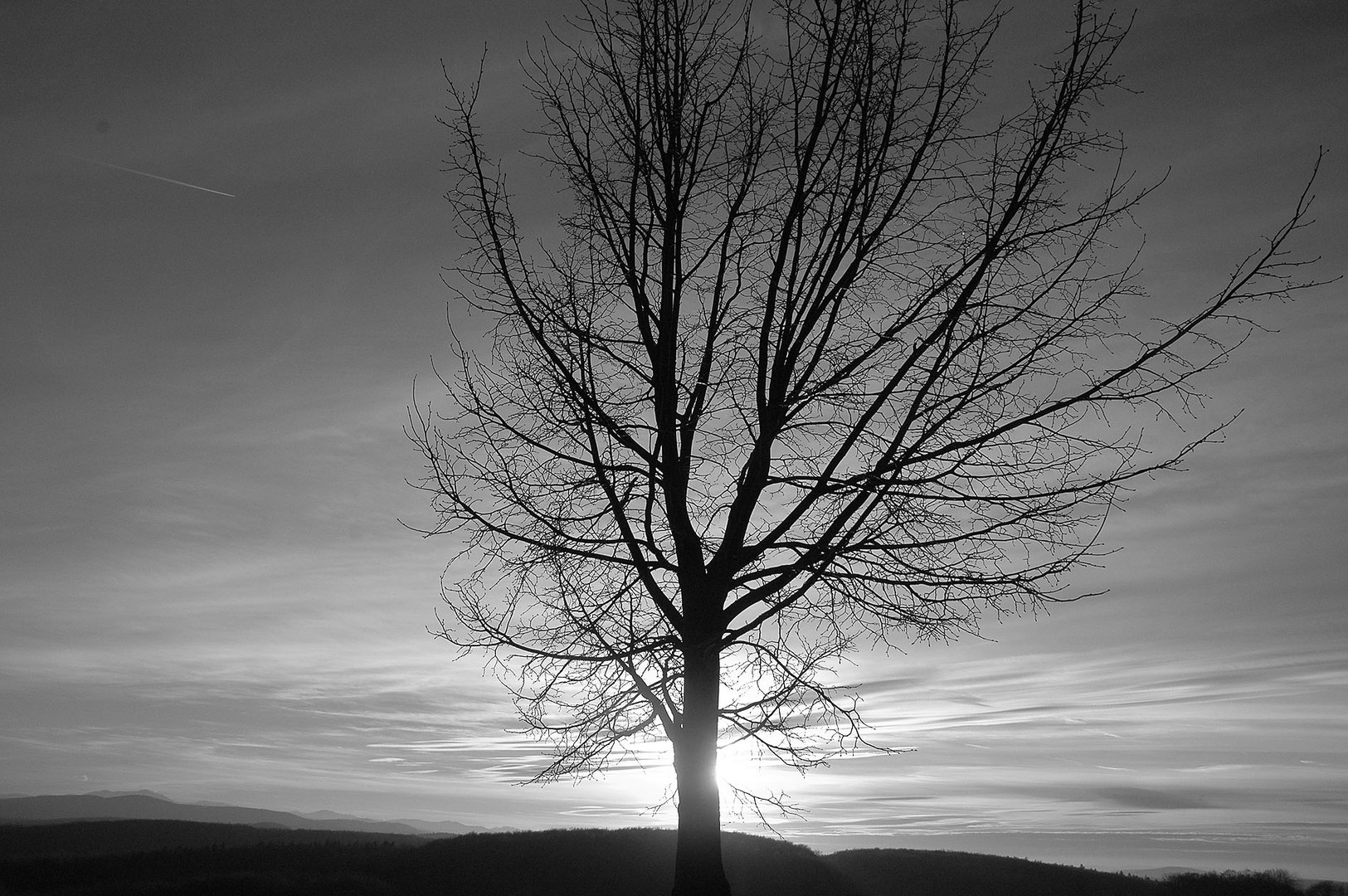 Baum vor der Sonne