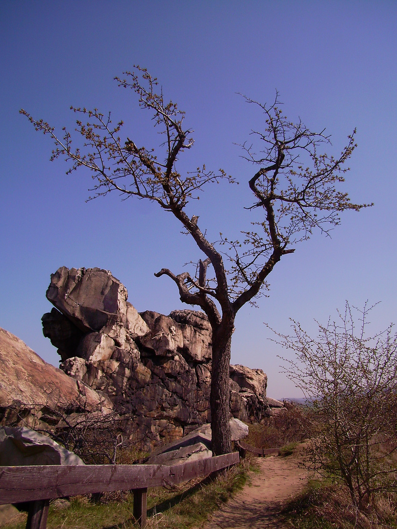 Baum vor der Teufelsmauer