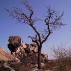 Baum vor der Teufelsmauer