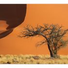 Baum vor Düne