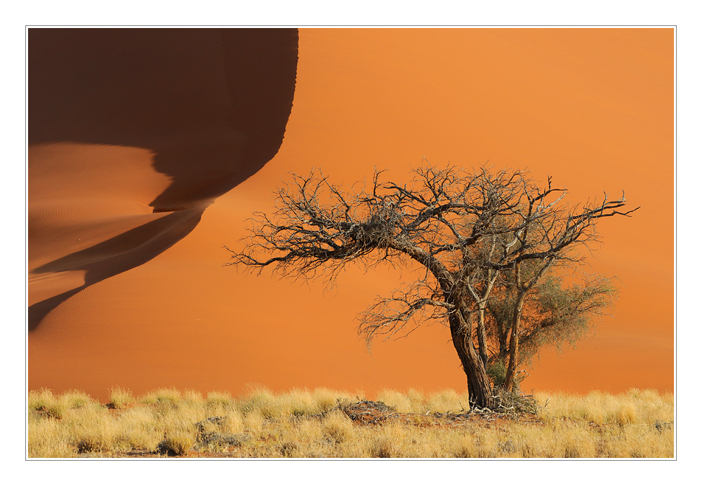 Baum vor Düne