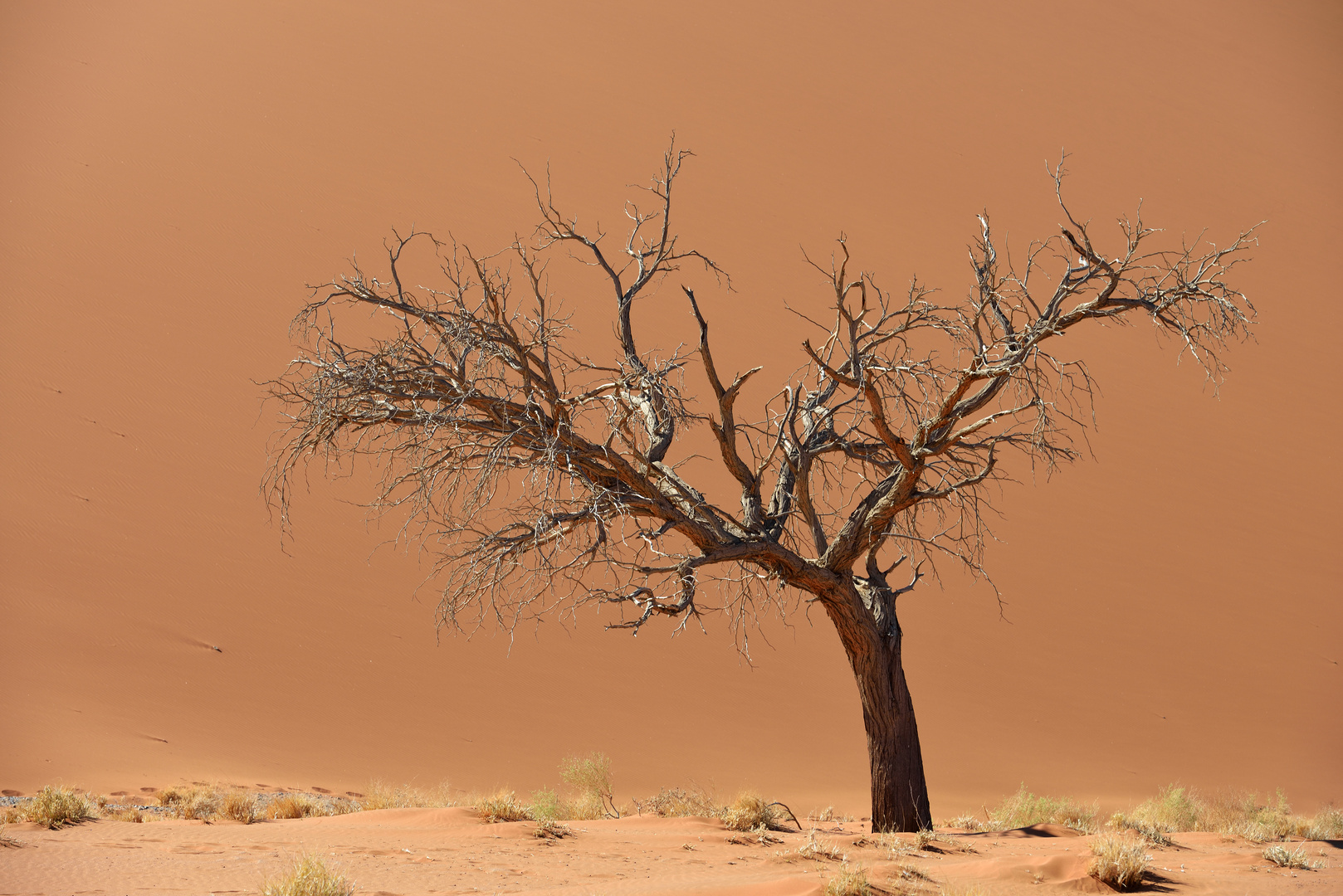 Baum vor Düne