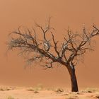 Baum vor Düne