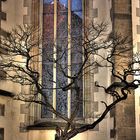 Baum vor einer Kirche