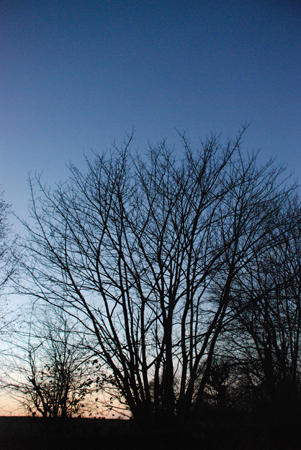 Baum vor eingehender Nacht