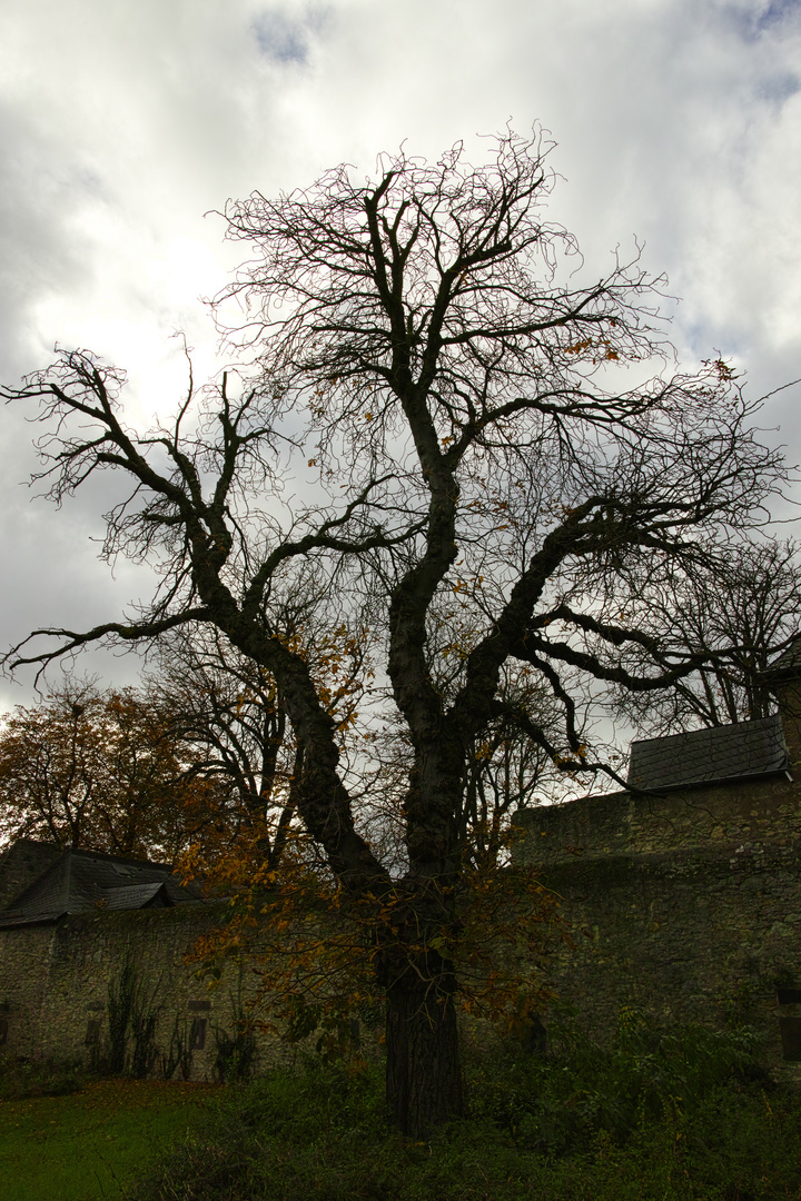 Baum vor Friedberger Warte Frankfurt