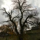 Baum vor Friedberger Warte Frankfurt