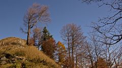 Baum vor Gipfel