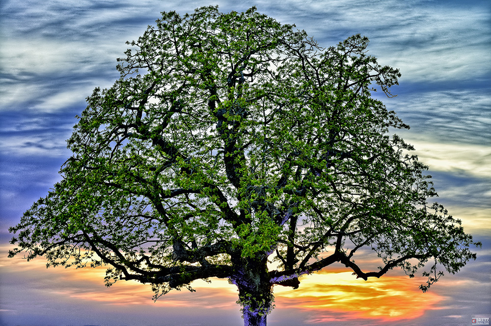 Baum vor glühendem Himmel