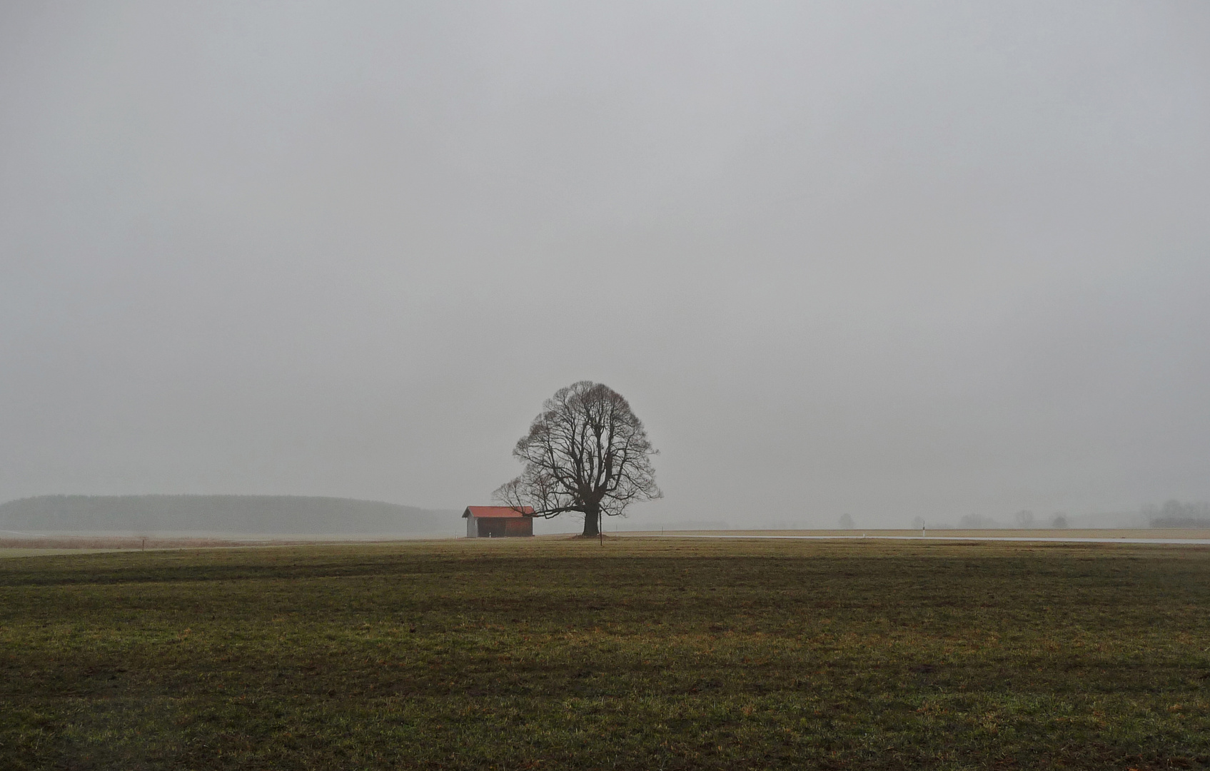 Baum vor Grau