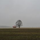 Baum vor Grau