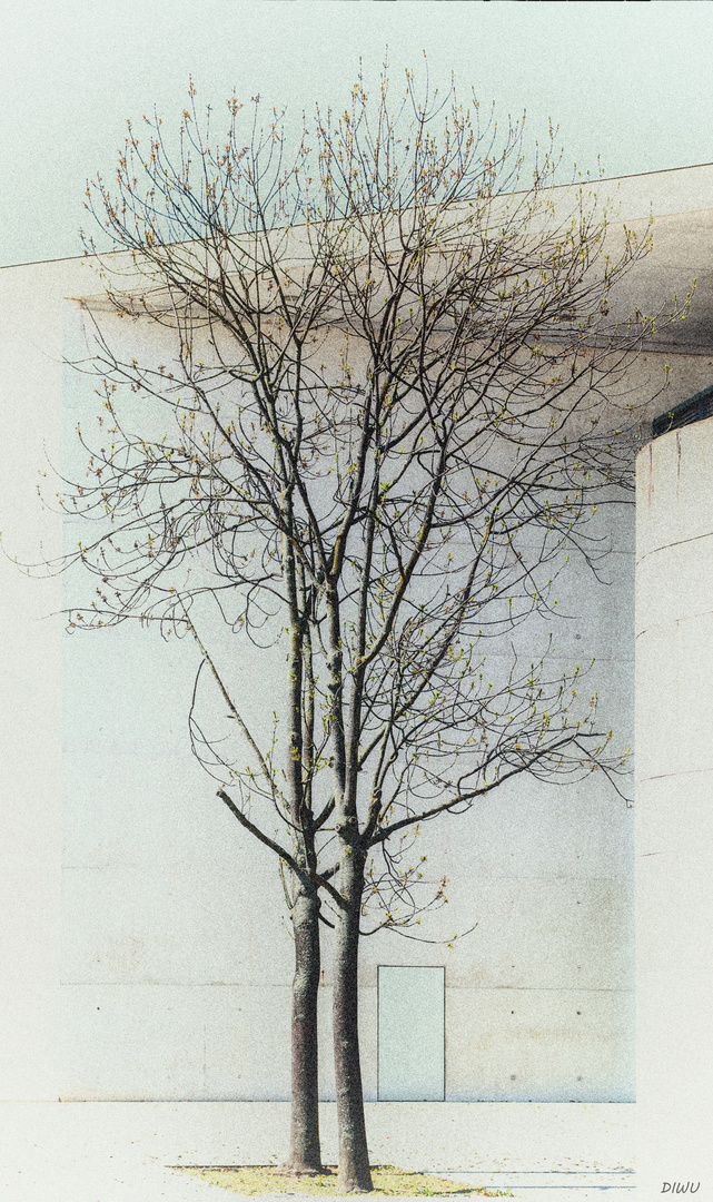 Baum vor Kunstmuseum Bonn