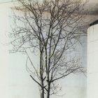 Baum vor Kunstmuseum Bonn