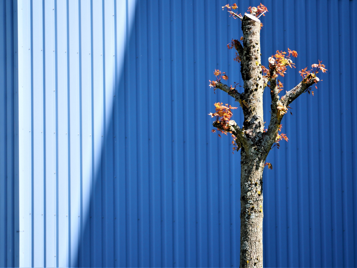 Baum vor Lagerhalle