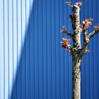 Baum vor Lagerhalle