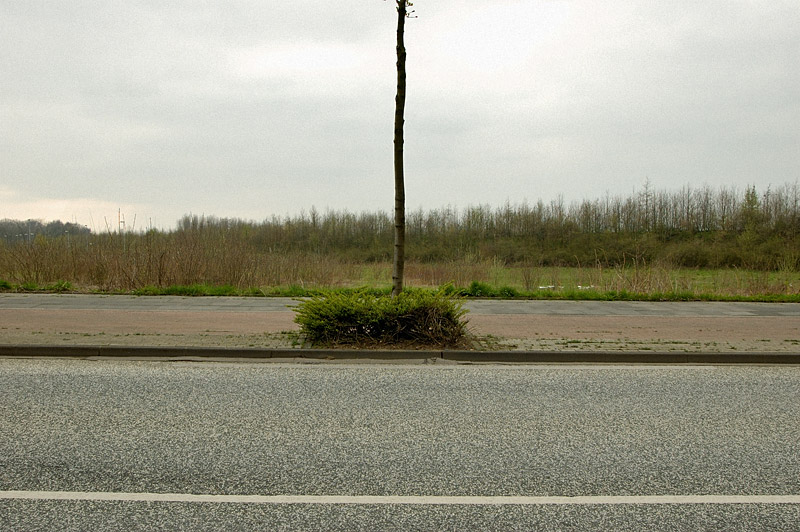 baum vor landschaft geparkt