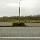 baum vor landschaft geparkt