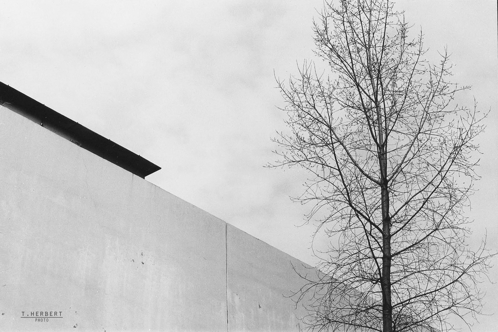 Baum vor Mauer