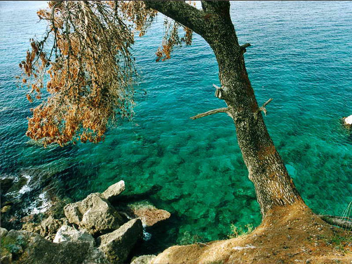 Baum vor Meer