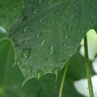 Baum vor meinem Fenster