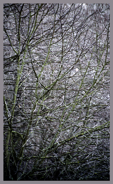 Baum vor meinem Fenster