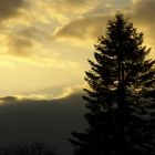 Baum vor meinem Fenster