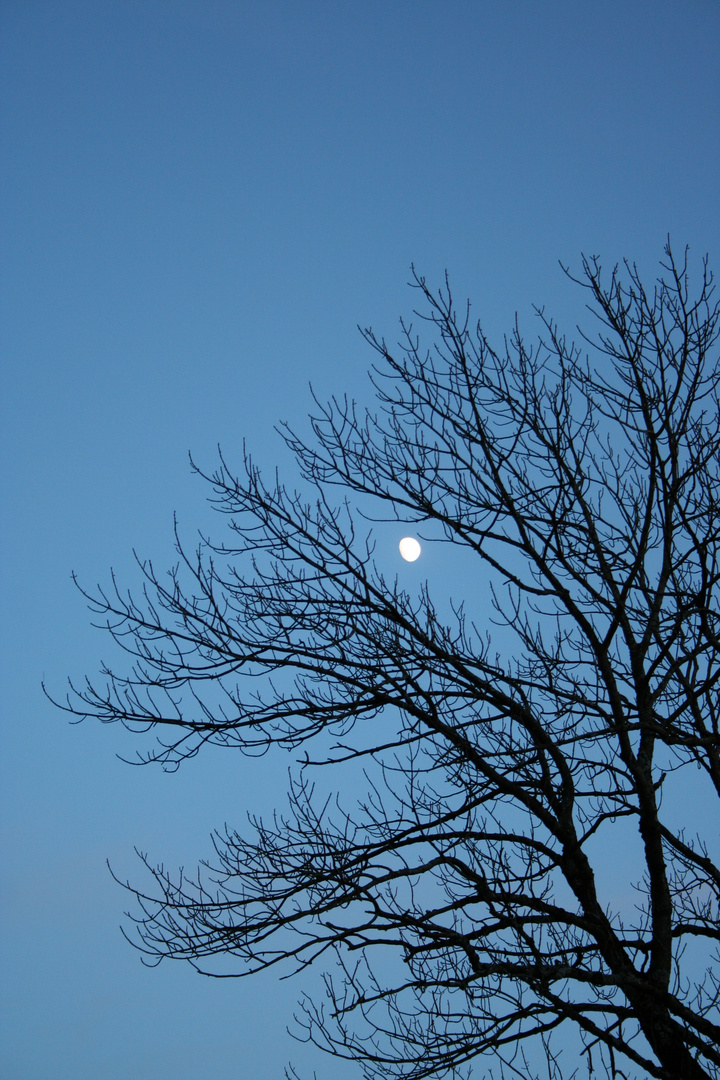 Baum vor Mond