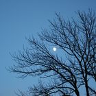 Baum vor Mond