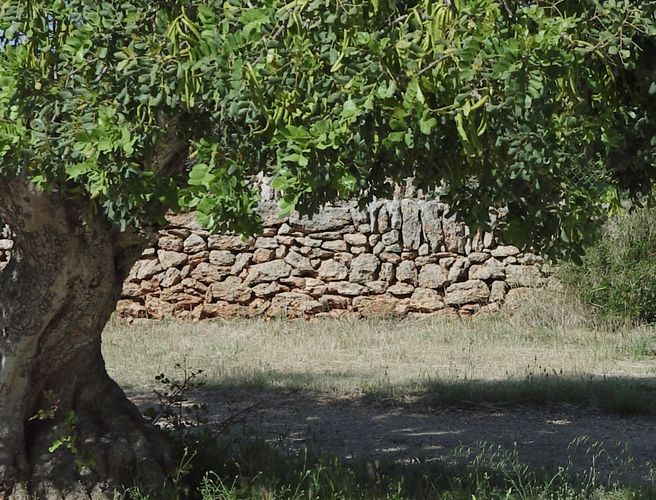 Baum vor Naturmauer...