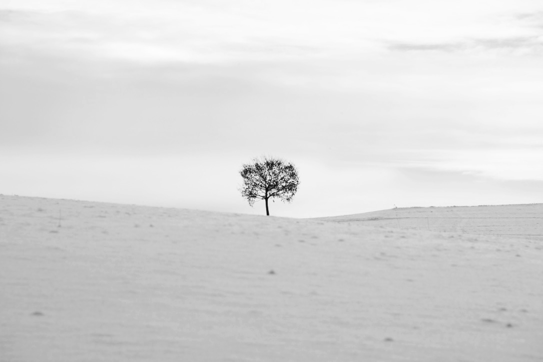 Baum vor Nebel- Meer