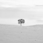 Baum vor Nebel- Meer