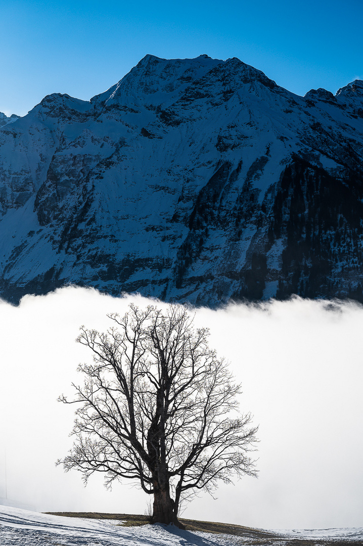 Baum vor Nebelwand